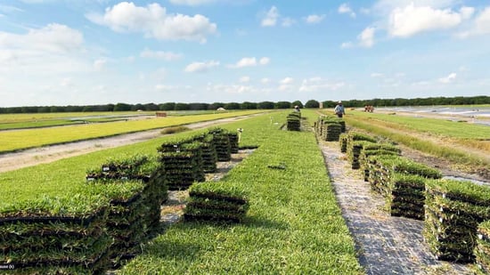 grass plugs farm