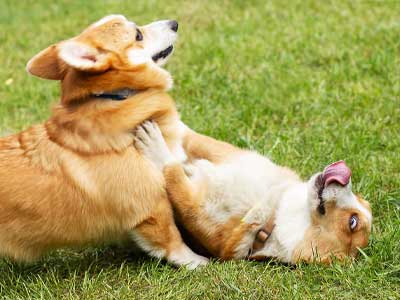 6 Best Grasses For Dogs
