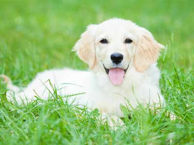 best grass for dog owners