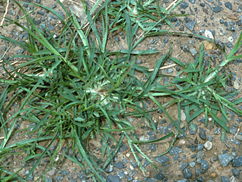 Common Weeds In Florida Lawns