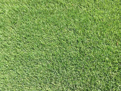 tampa empire zoysia sod