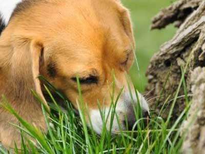 grass for dogs to eat