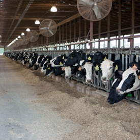 Holsteins eating forage grains