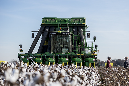 CP690 harvesting