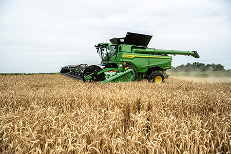 Harvesting in wheat