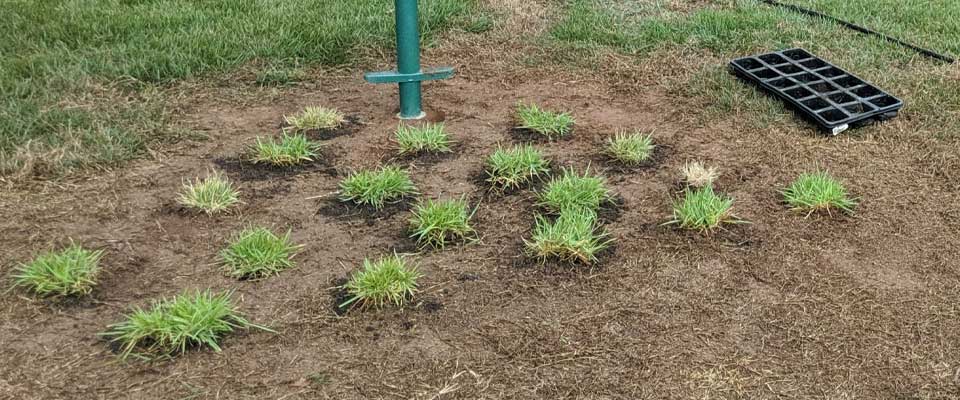 Bermuda Grass Plugs Everglades Equipment Group