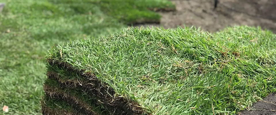 Empire Zoysia