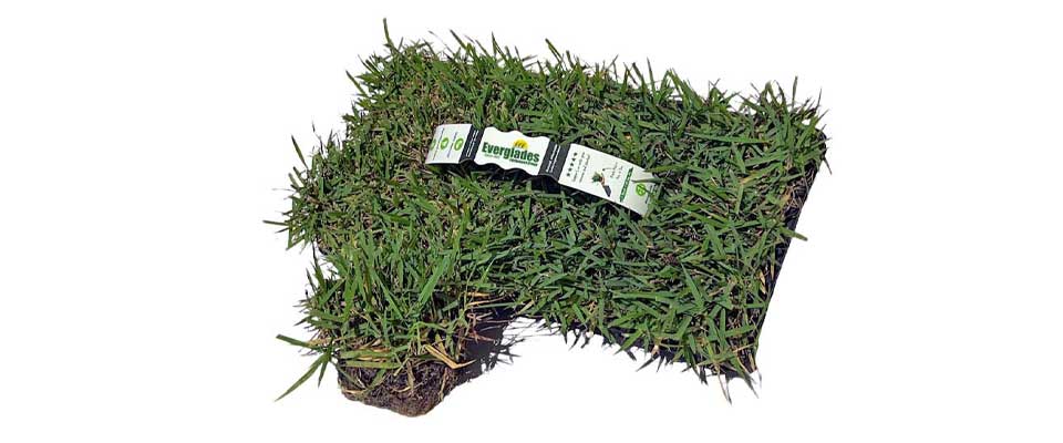 Empire Zoysia Grass Plugs Everglades Equipment Group