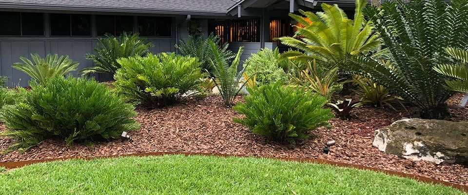 Image of Pine tree surrounded by pine nugget mulch