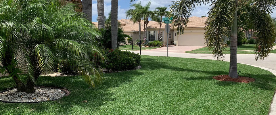 St Augustine CitraBlue