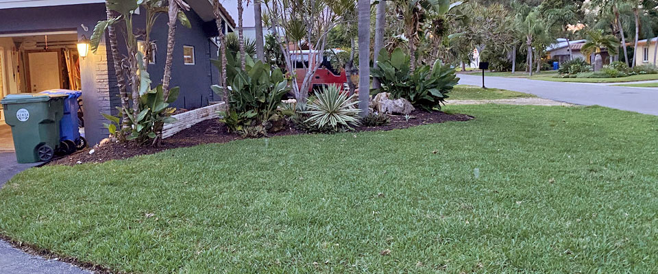 St Augustine CitraBlue