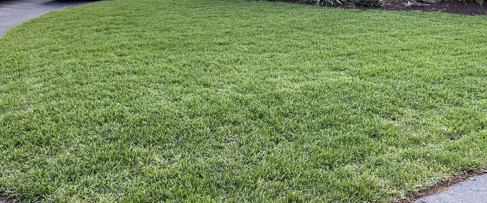 St Augustine CitraBlue