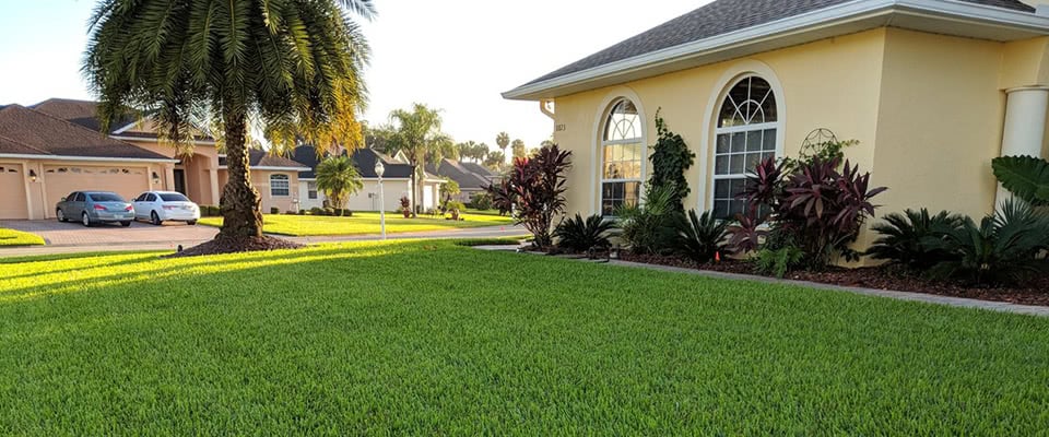 Floratam sod clearance