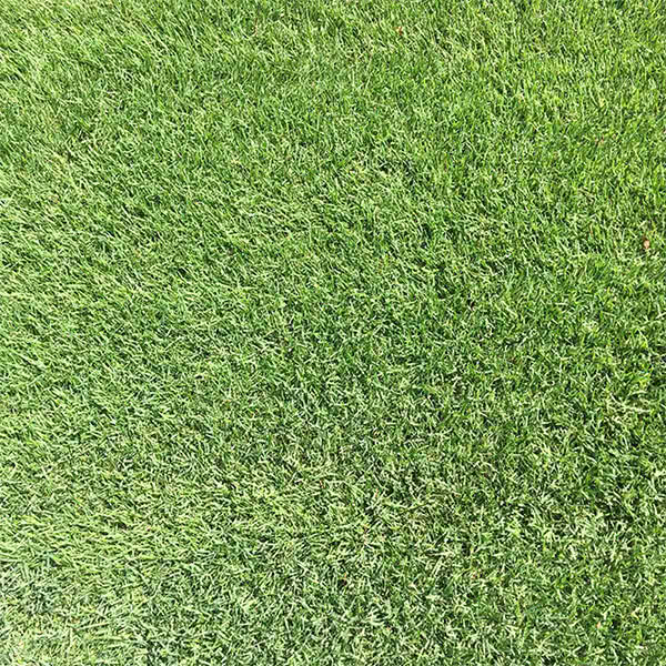 Empire zoysia grass online