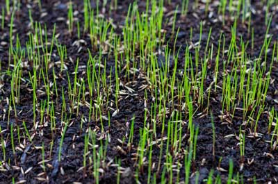grass seed growing
