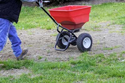 seeing lawn with grass seed