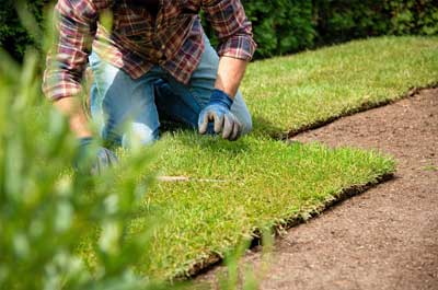 sod-vs-grass seed