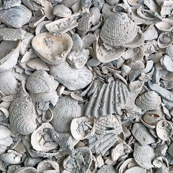 Washed Shells For Sale Landscaping Rocks Everglades Equipment