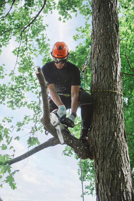 Alternate Image of STIHL MS 151 T C-E In-Tree Saw