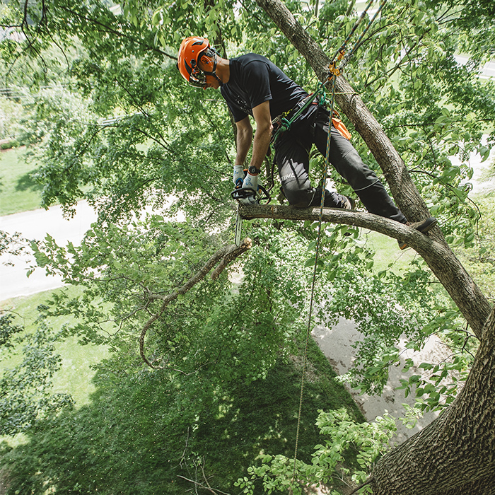 Alternate Image of STIHL MS 194 T In-Tree Saw