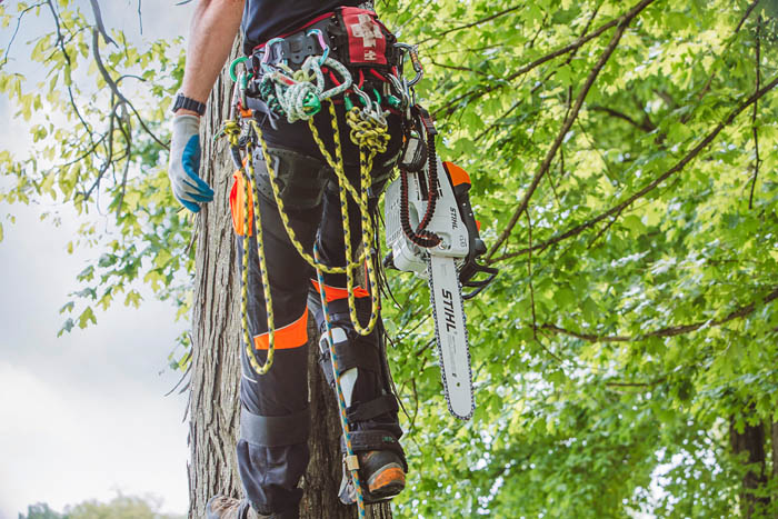 Alternate Image of STIHL MS 201 T C-M In-Tree Saw