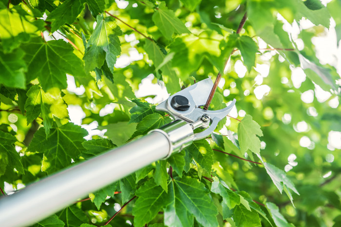 Alternate Image of STIHL PP 101 Long Reach Pruner Professional Pole Pruner